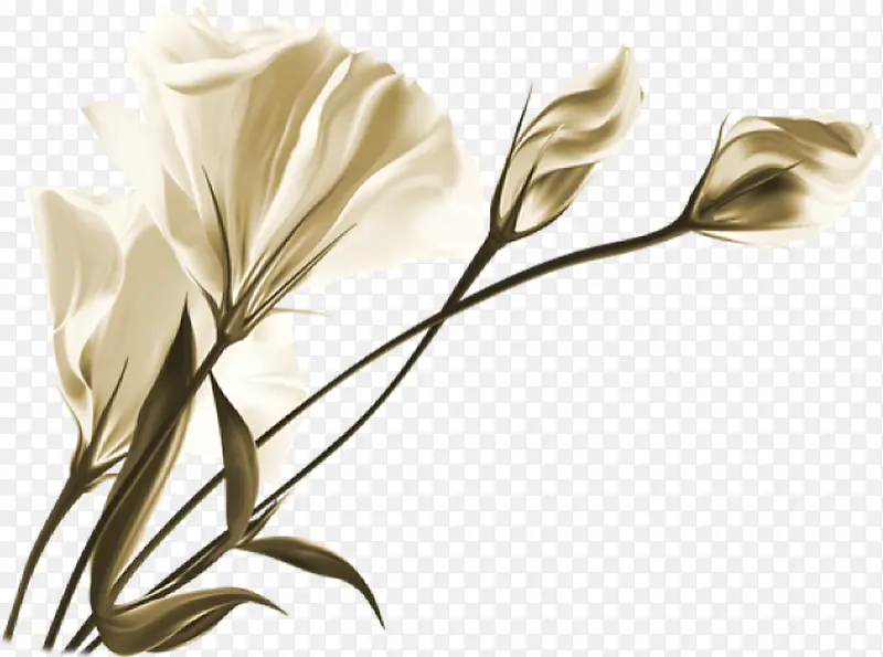 手绘精美白色花朵