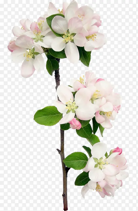 一株花朵白色花朵素材
