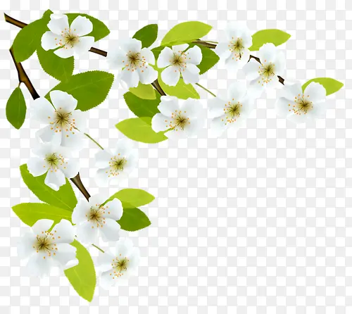 素雅白色花朵
