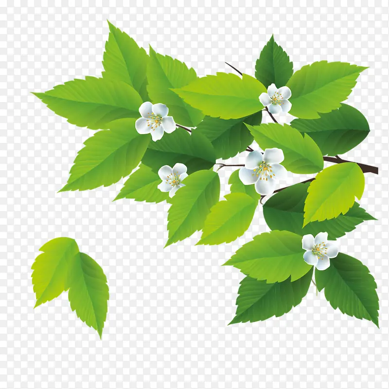 绿色薄荷叶和白色小花