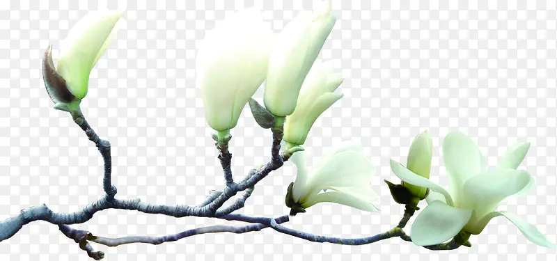 白色纯洁卡通花朵树枝
