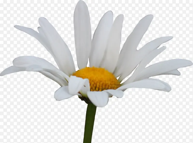 唯美清新白色花朵素材图