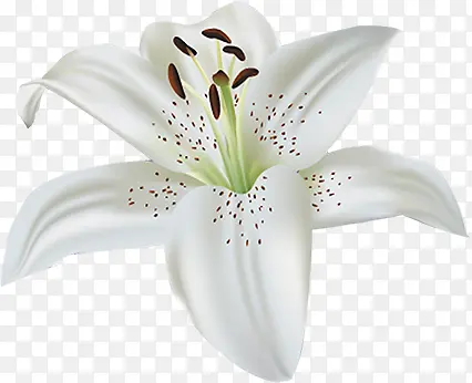白色唯美百合花朵