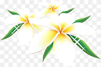 白色淡雅唯美花朵植物