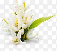 百合花白色花朵植物花朵