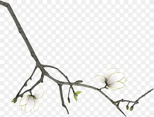 树枝白色花朵花枝彩绘