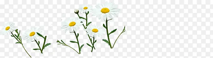白色唯美花朵植物创意春天美景