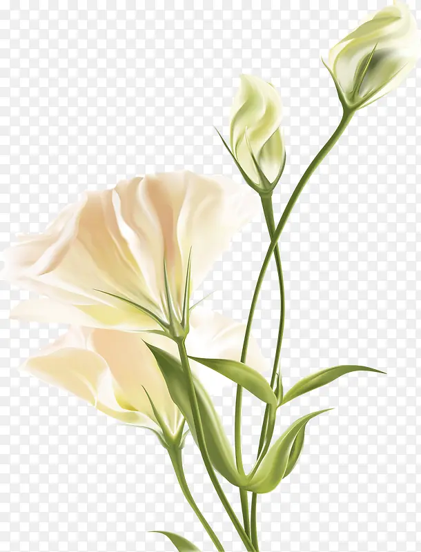 白色唯美手绘水彩花朵