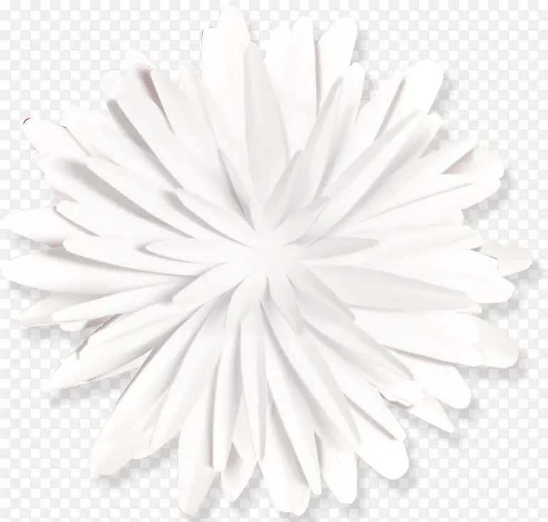 白色唯美花朵花瓣