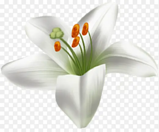 春季白色简约花朵