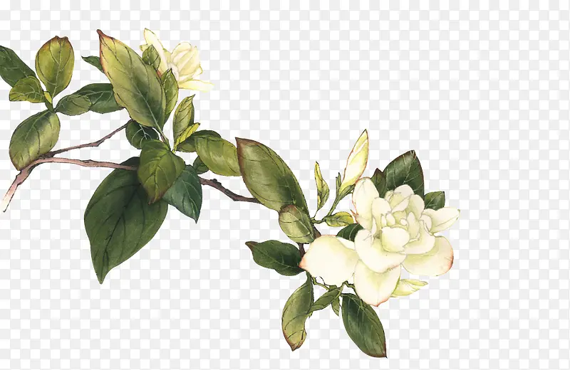 花朵手绘白色花朵