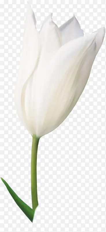 白色唯美清纯花朵