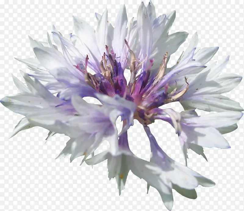 白色花朵紫色花蕊实物