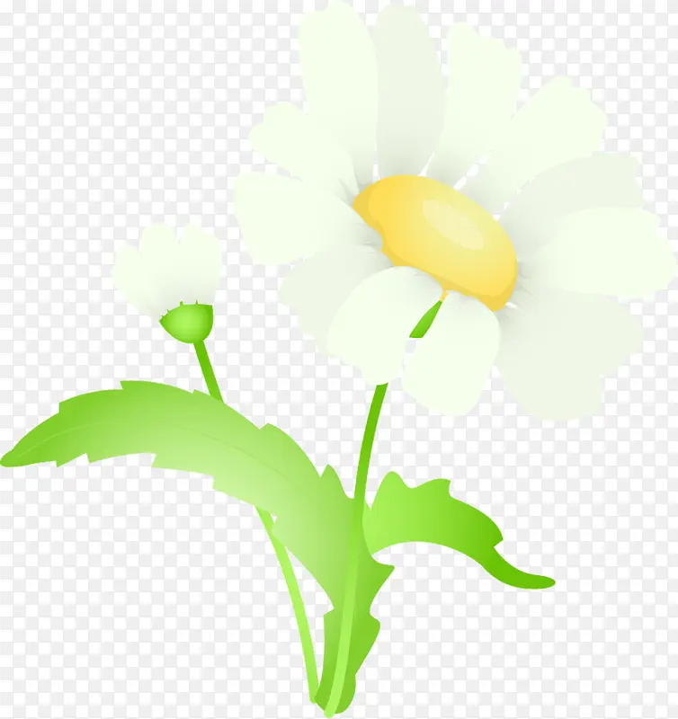 摄影白色夏日花朵