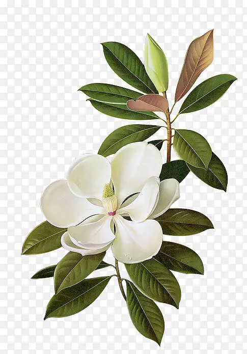 唯美白色花朵素材图片