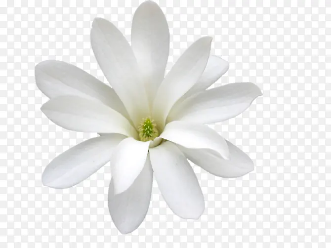 高清白色花朵花瓣