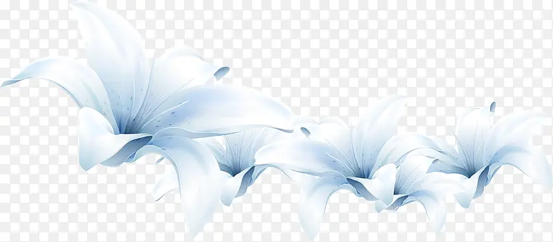 白色花朵花瓣