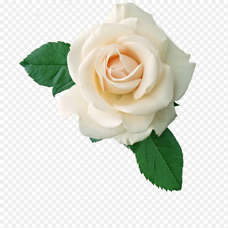 白色纯洁唯美花朵植物