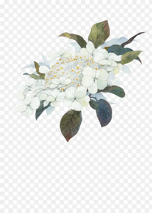 彩绘白色花朵花枝图片装饰