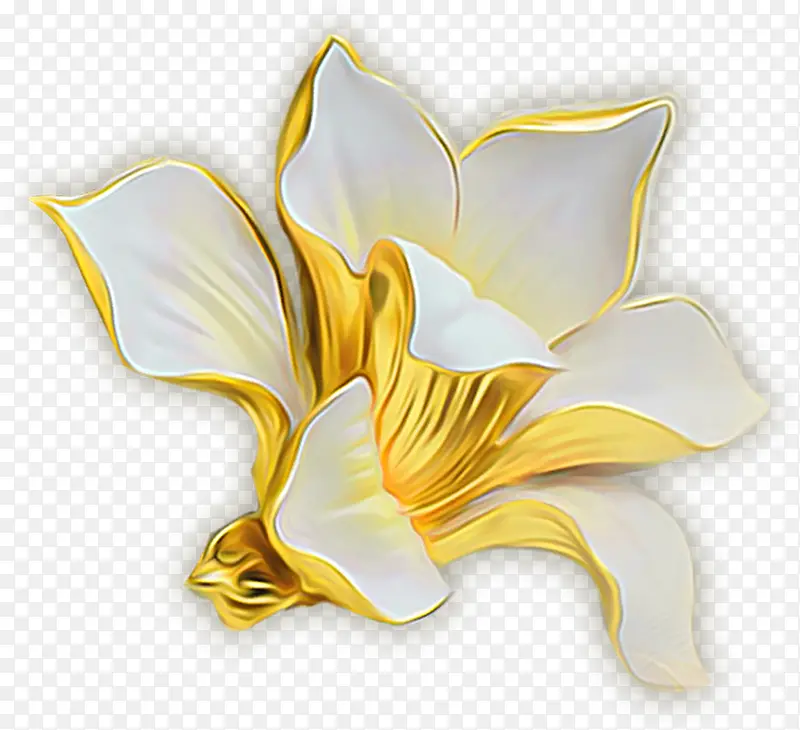 白色金边花朵植物