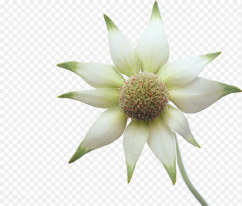 白色清新唯美花朵设计
