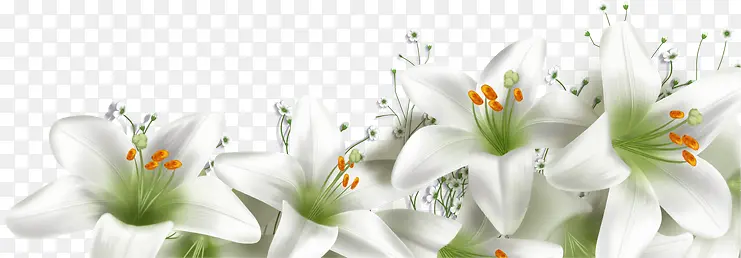设计海报白色植物花朵卡通