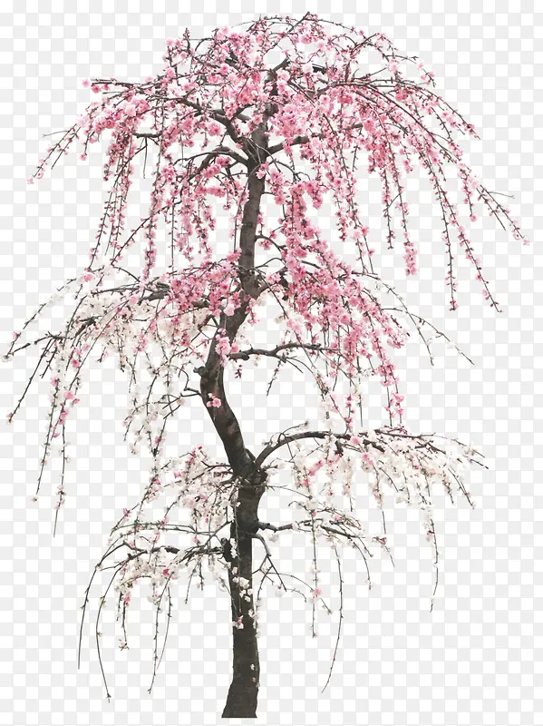 树枝粉色白色花朵