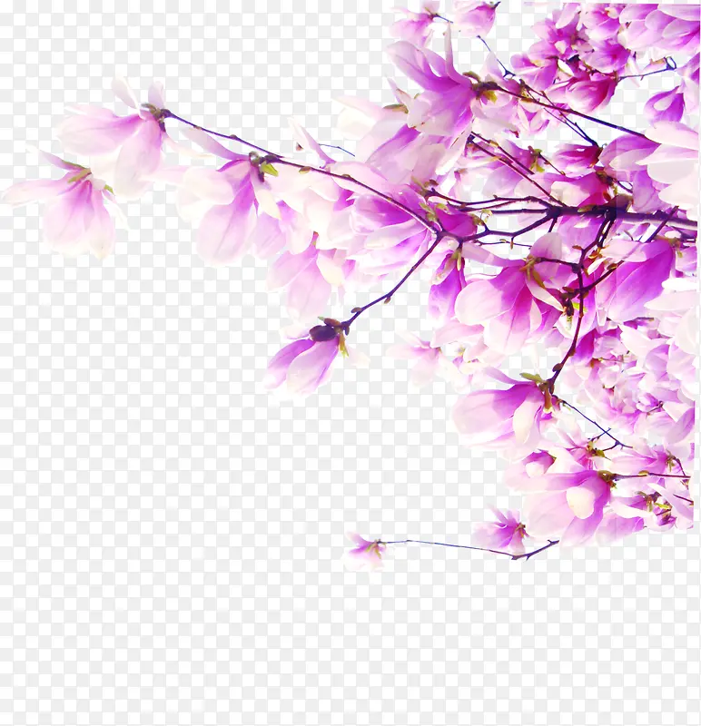 春季玉兰粉白色花朵