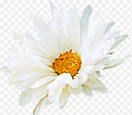 白色清新手绘花朵