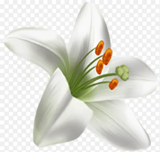 卡通夏日白色花朵植物