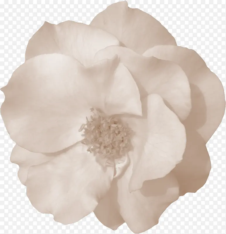 白色花朵素材