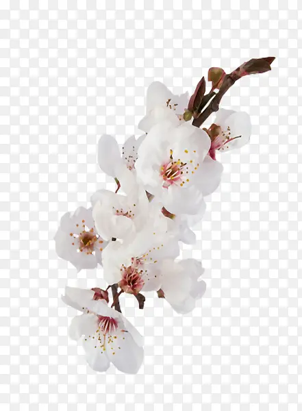 白色花朵树枝树叶