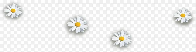 春天白色雏菊花朵