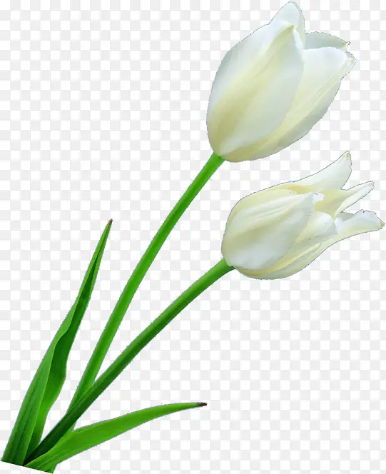 白色纯洁花朵春天植物
