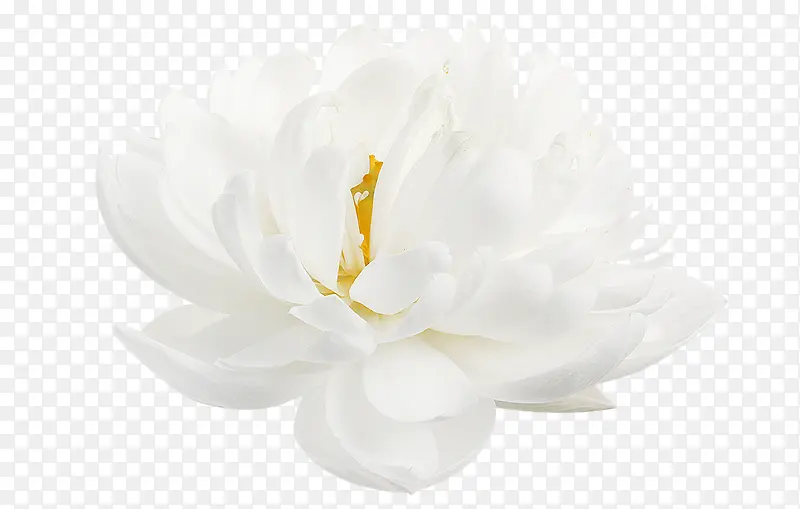 白色简约花朵装饰