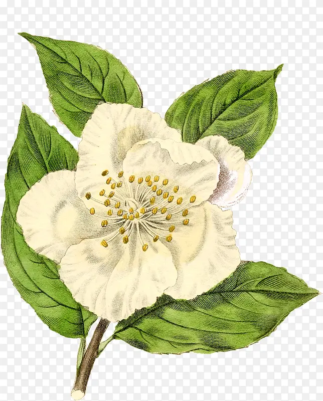 白色唯美花朵植物美景