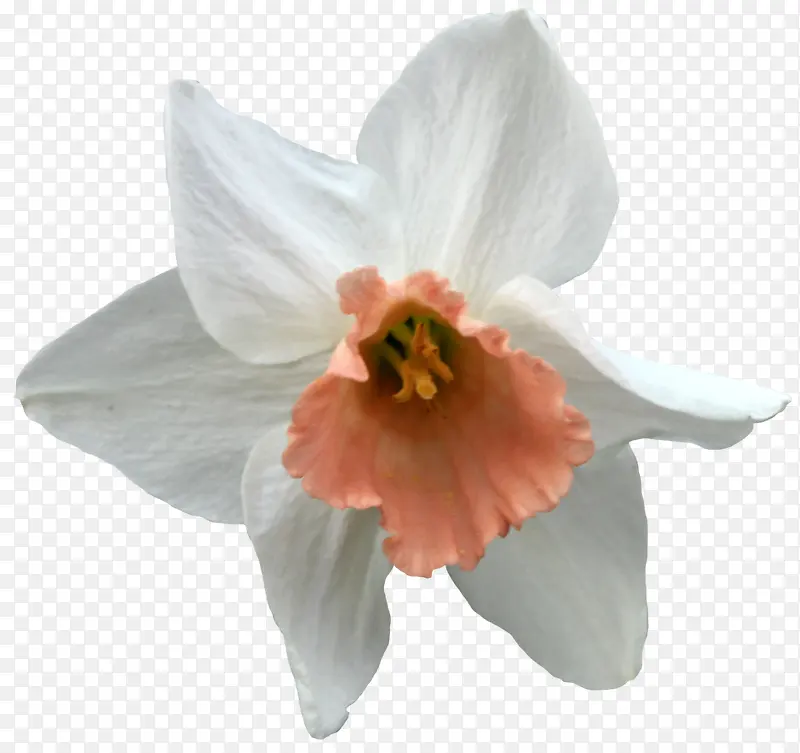 精美白色花朵图片