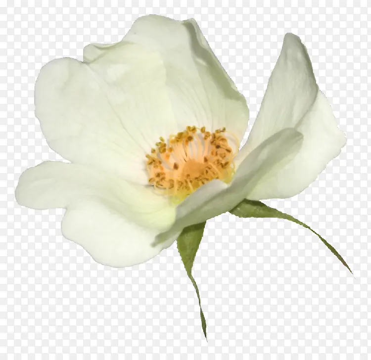 白色唯美盛开花朵