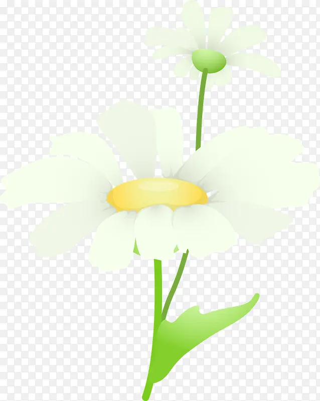 夏日植物花朵白色