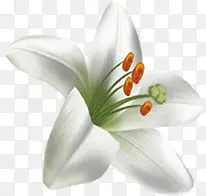 白色清新唯美花朵