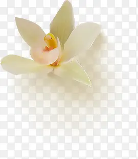 清新白色花朵古风