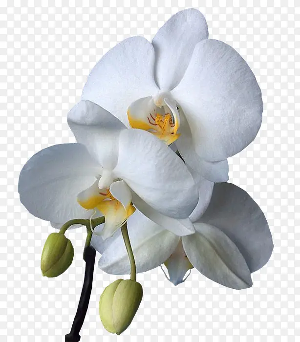 白色牡丹花植物花朵