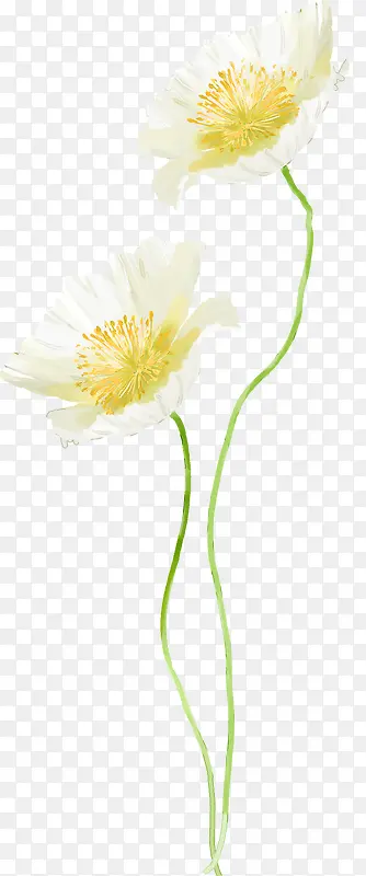 海报效果白色花朵植物