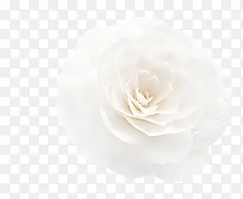 纯洁无暇的白色花朵