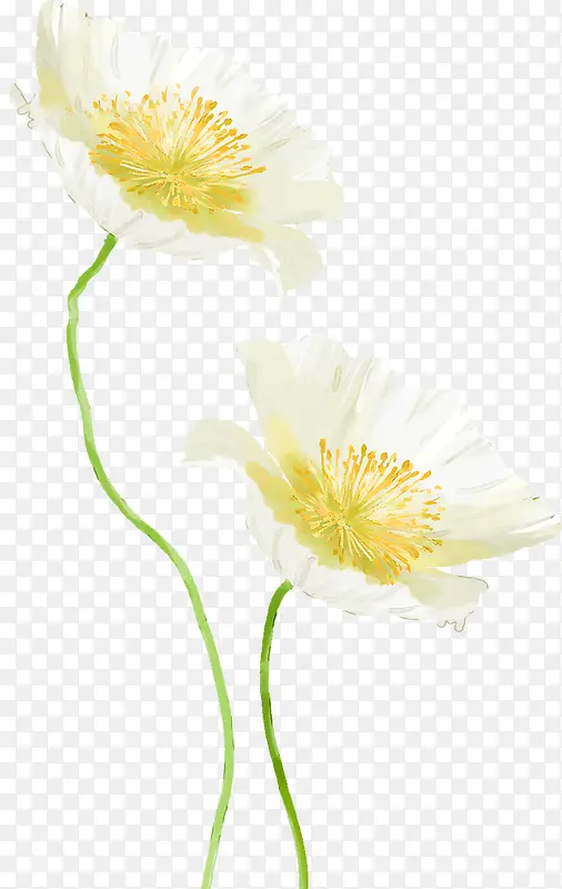 白色唯美花朵设计春天