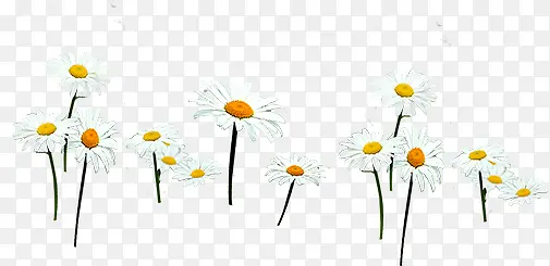 白色温馨纯洁花朵草地