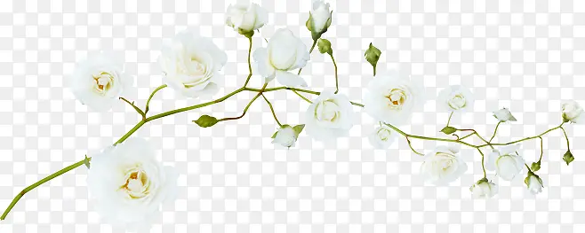 白色高清花朵树枝