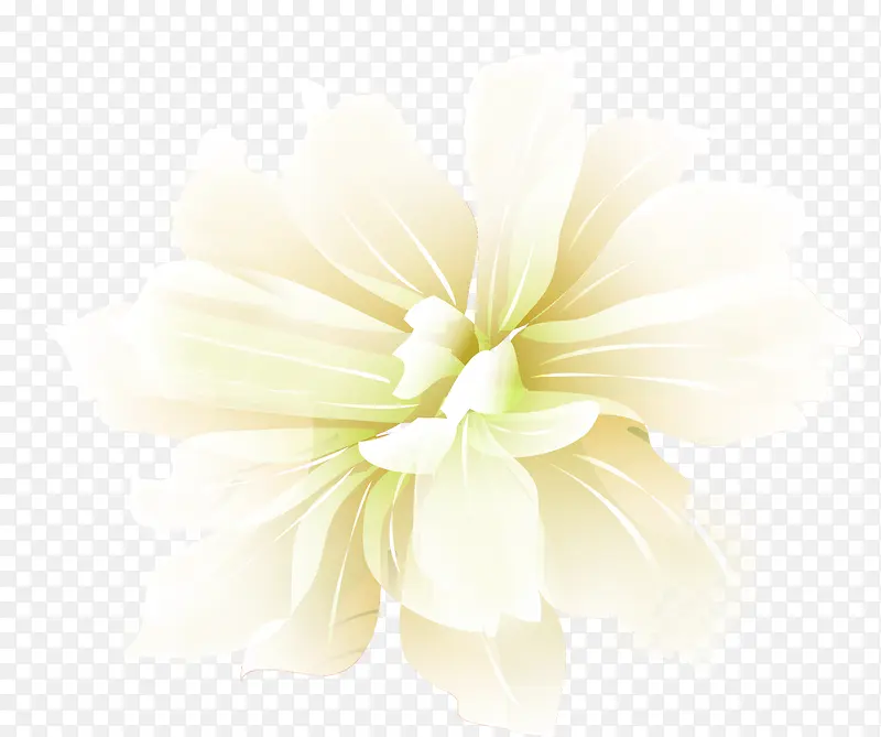 白色唯美花朵艺术