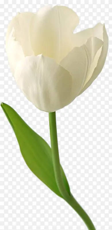 高清摄影白色的花朵花卉