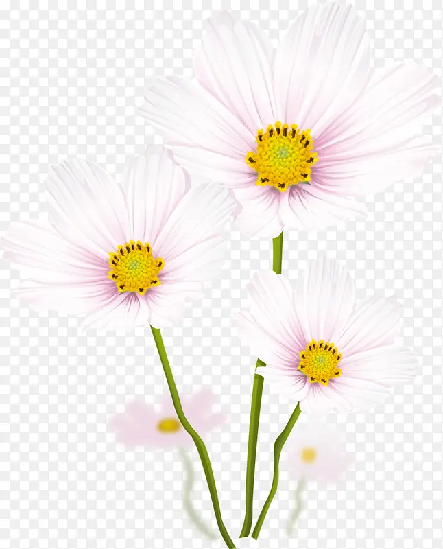 白色菊花彩绘花朵